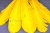 Декоративный Пучок из перьев, перо 23см/желтый - купить в Вологде. Цена: 12.19 руб.